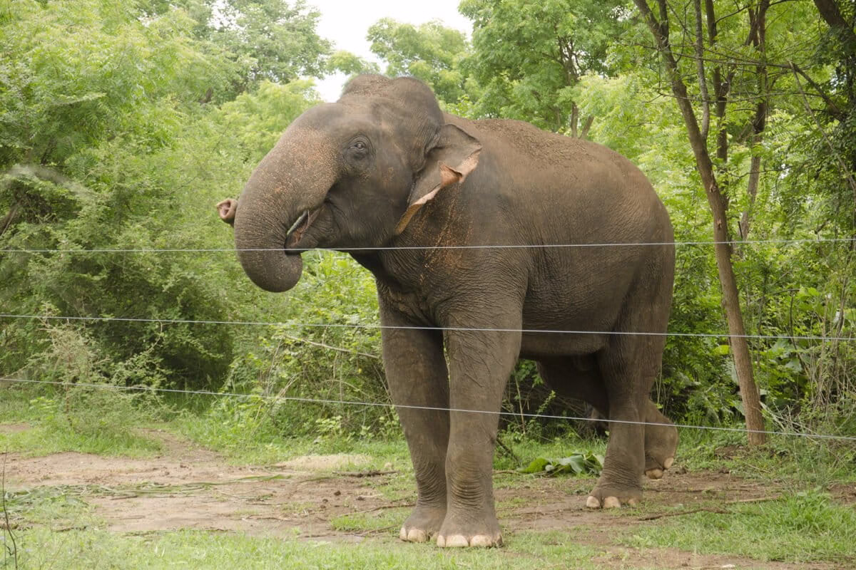 An elephant behind a wire fence in Kerala's forest area, illustrating human-wildlife conflict